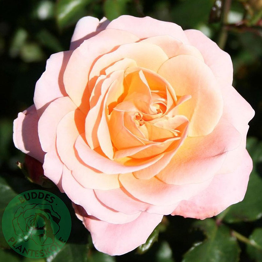 Ros 'Kalmar'