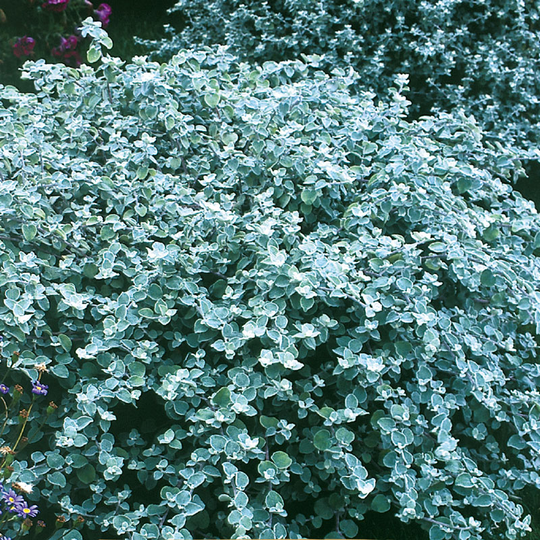 Rabatteternell ‘Silver Mist’ (Liten silverranka)