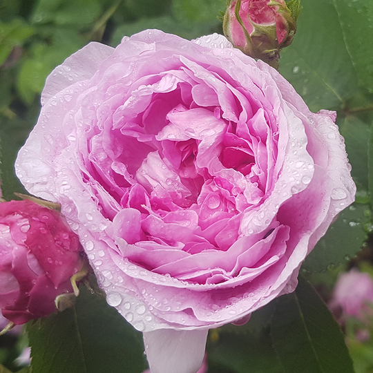 Ros 'Blomsterhult'