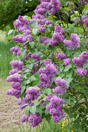 Garden Green Häckplanta Vanlig Syrén Leveranshöjd 50-80 cm 10-pack