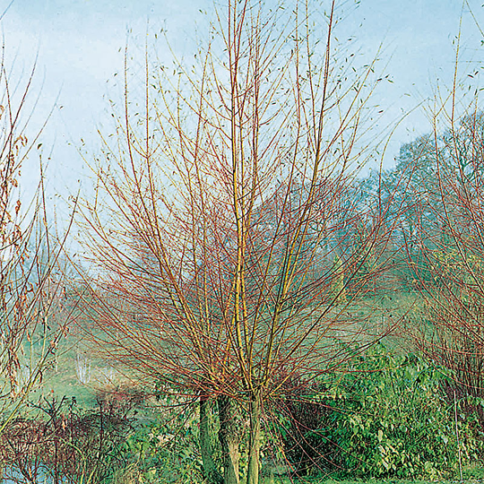 Korallpil, Salix alba 'Vinterglöd'