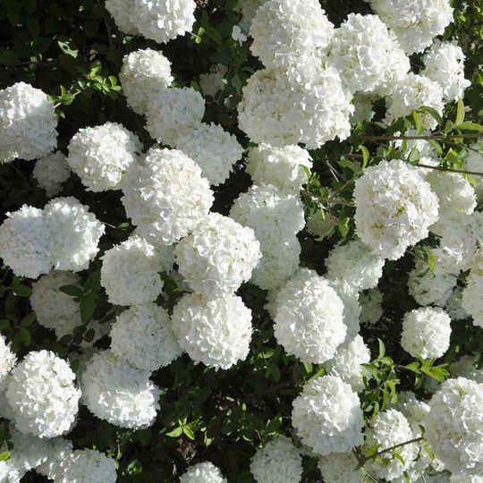 Prydnadsolvon 'Eskimo'