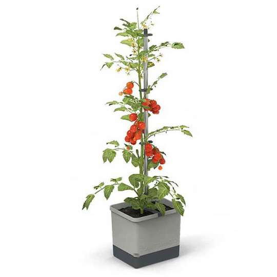 Tomatkruka Tom Tomato, ljusgrå