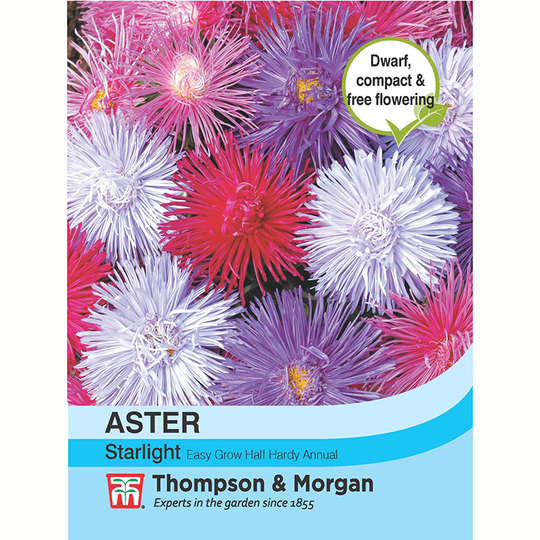 Sommaraster 'Starlight Mixed'