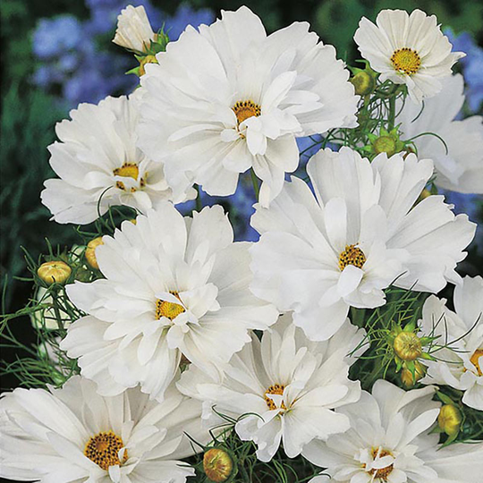 Rosenskära 'Psyche White'