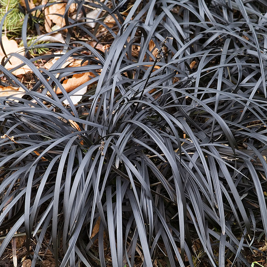 Mörkt ormskägg 'Niger', 2L