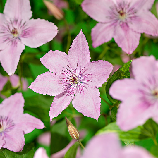 Klematis 'Hagley hybrid'