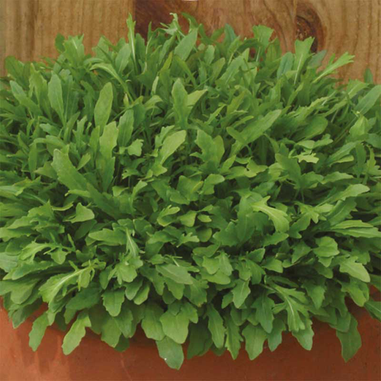Sandsenap 'Grazia'