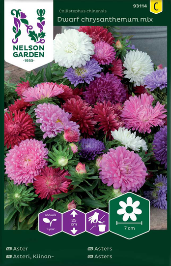 Nelson Garden Aster Dvärg Mix