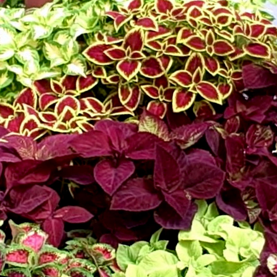 Palettblad 'Fairway Mix'