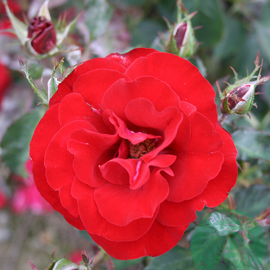 Ros 'H.C. Andersen'