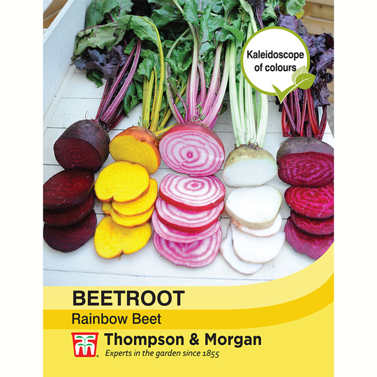 Rödbeta 'Rainbow Beet'