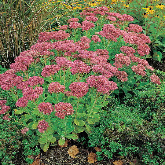 Kärleksört 'Herbstfreude', 3-pack