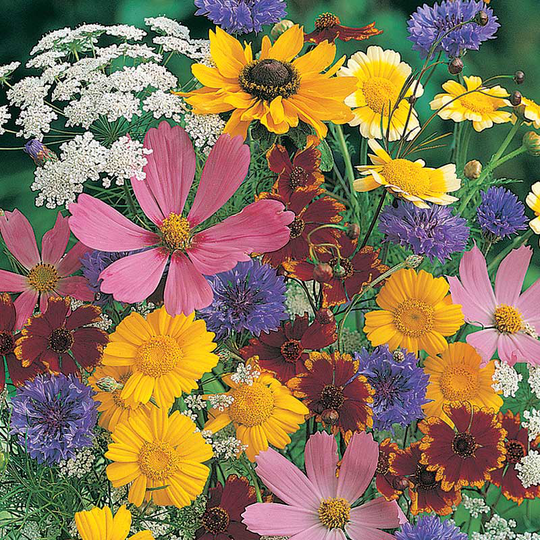 Blomsterblandning för pollinerare