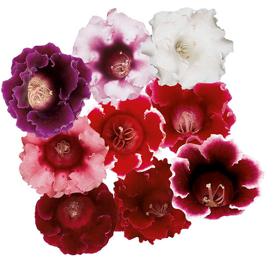 Gloxinia 'Avanti' mix F1