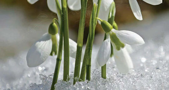 Nelson Garden Galanthus Nivalis Vit Big Pack