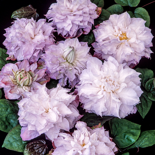 Klematis 'Veronica's Choice'