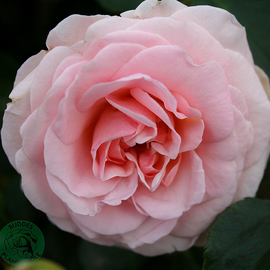 Ros 'Dronning Margrethe'