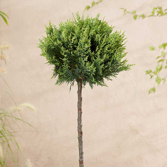 Ädelcypress 'White Spot'
