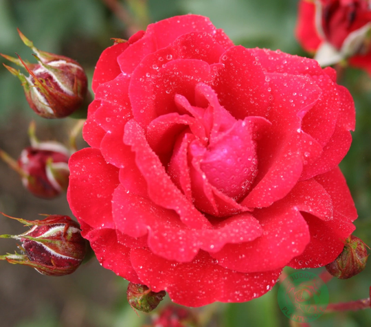 Budde Flerblommig Buskros Rosa "Nina Weibull"