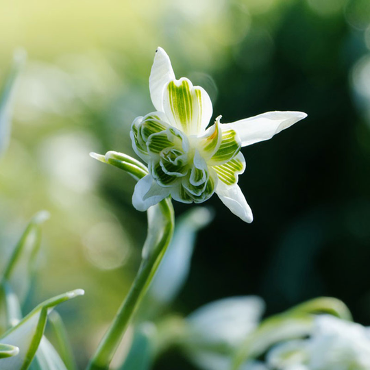 Fylld snödroppe 'Flore Pleno'