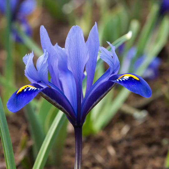 Våriris ’Harmony’