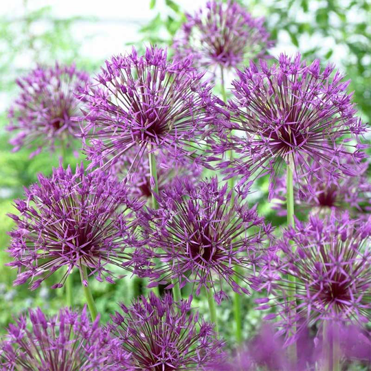 Allium 'Purple Rain'