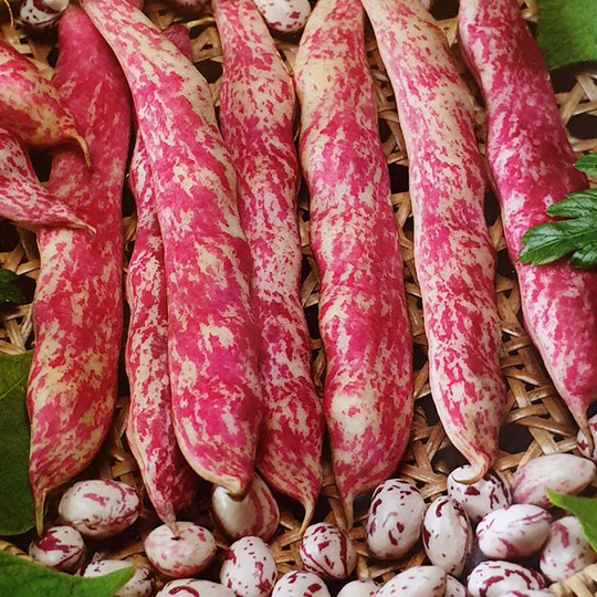 Borlottoböna 'Flambo'