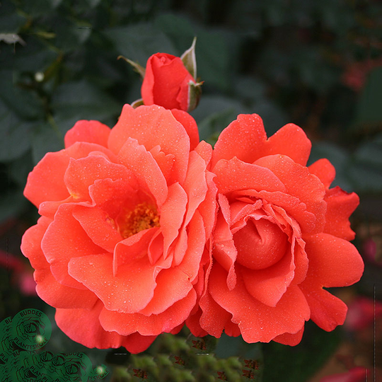 Ros 'Alexander'