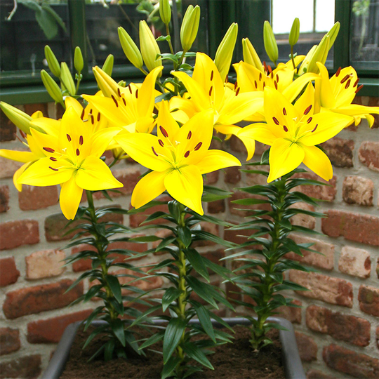 Låg asiatlilja 'Yellow'