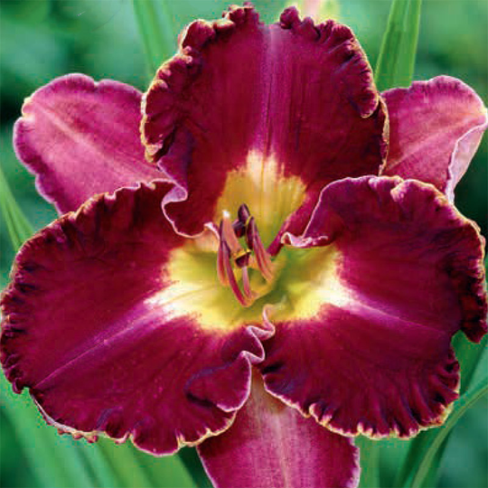 Daglilja 'David Kirchoff'