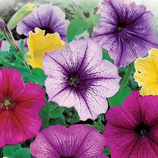 Petunia Balcony