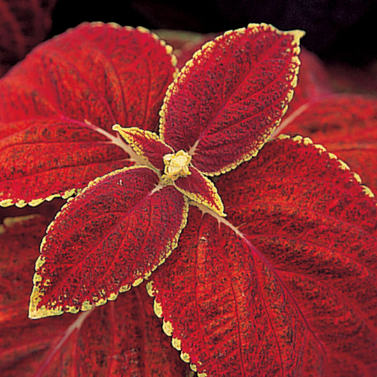 Palettblad 'Giant Exhibition Rustic Red'