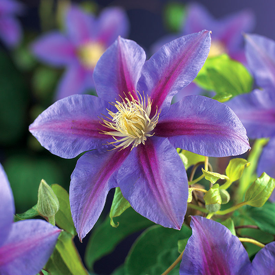 Vippklematis 'Barbara Jackman'