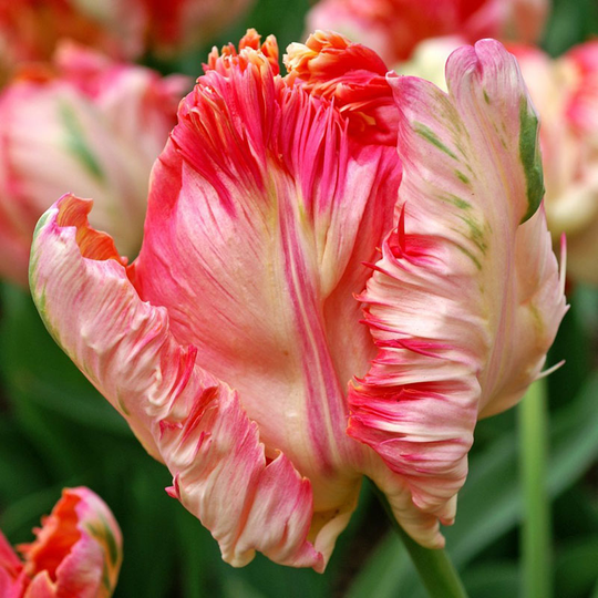 Papegojtulpan ’Apricot Parrot’