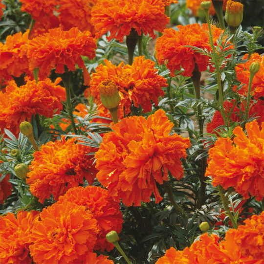 Stor tagetes 'Kees' Orange'