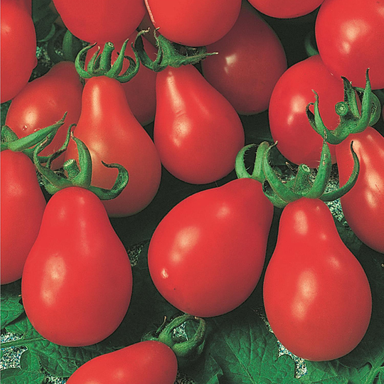 Tomat 'Red Pear'