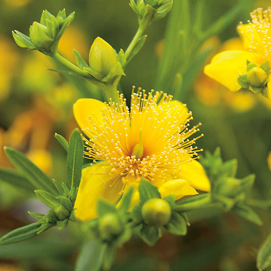 Knapphyperikum 'Gemo' 10-pack