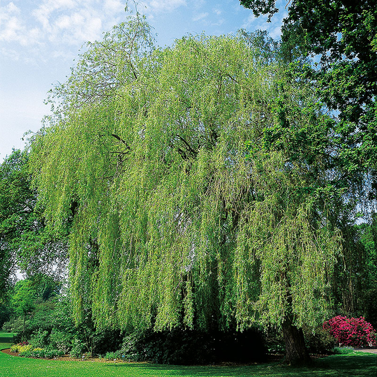 Kaskadpil, Salix x sepulacralis 'Chrysocorna'