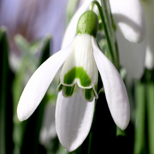 Snödroppe 'Hippolyta'