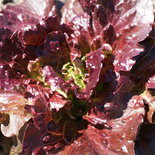 Sallat 'Florinred'