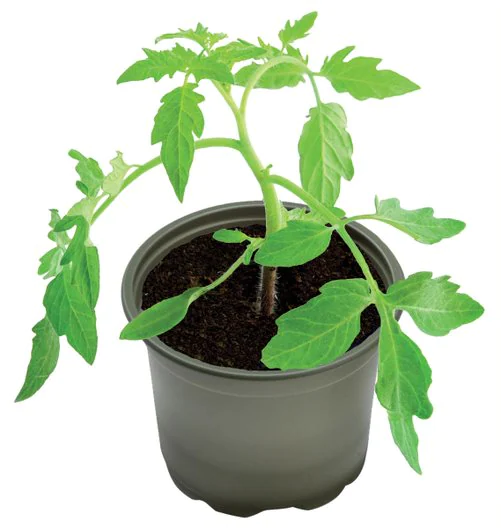 Garland Biokrukor 5-Pack 10,5 cm
