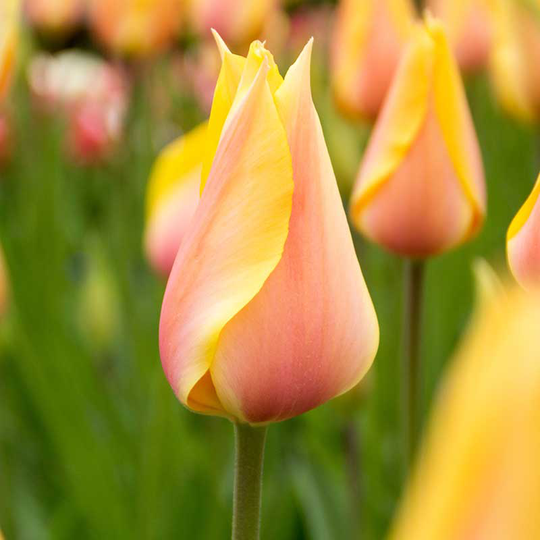 Tulpan ’Blushing Beauty’