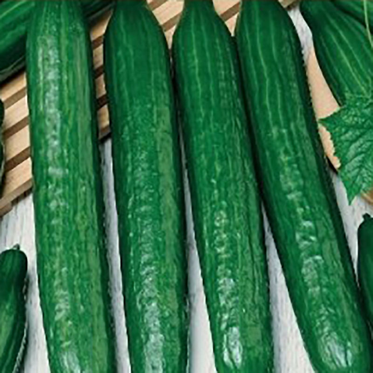 Växthusgurka 'Superstar'