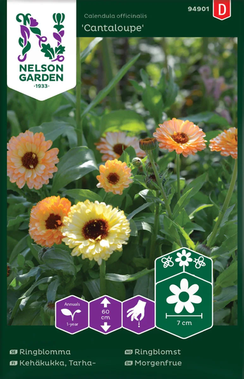 Nelson Garden Ringblomma Cantaloupe
