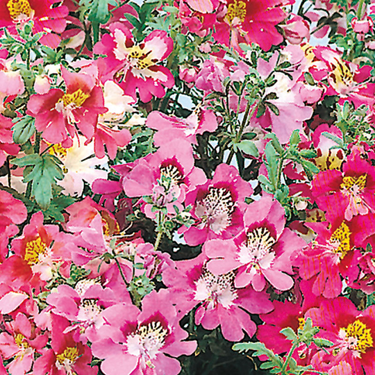 Fjärilsblomster, storblommig mix