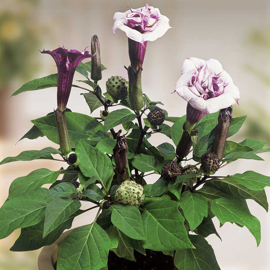 Indisk spikklubba 'Ballerina purple'