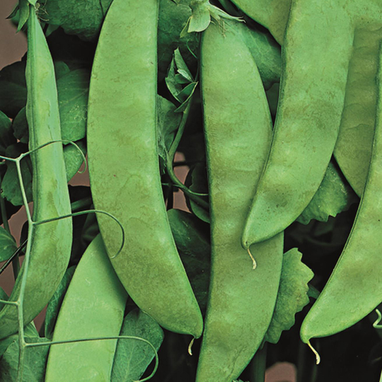 Sockerärt 'Sugar Tall White', storportion