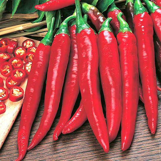 Chilipeppar 'Rokita'
