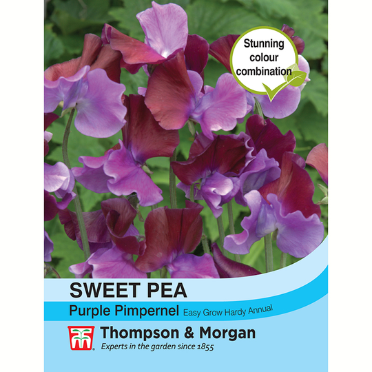 Luktärt 'Purple Pimpernel'